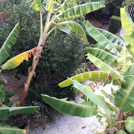 Epi לואורדטה